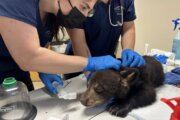 Spring brings calls for help with wildlife, including injured bear cub