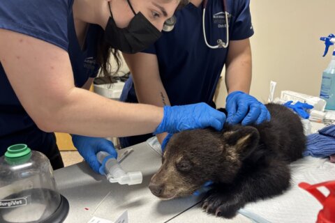 a bear cub receives care from two vets standing over it with masks and gloves