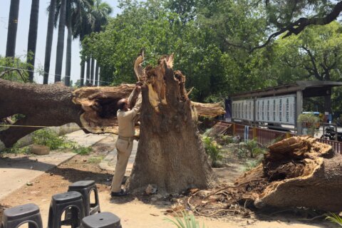 Dust storms and lightning kill at least 96 people in northern India