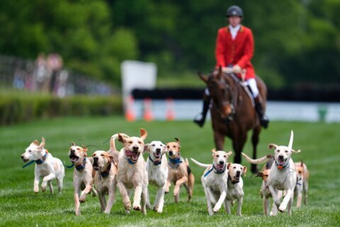 At the Iroquois Steeplechase, the foxhounds kick off the horse races with a howling fun dog parade
