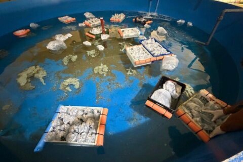 Argentina seizes 700 trafficked marine animals shipped from Kenya