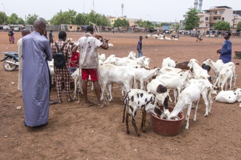 A bitter Eid al-Adha in Mali’s capital as al-Qaida-linked blockade sends sheep prices soaring