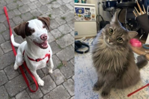 2 animals