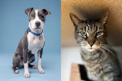 two pets posing
