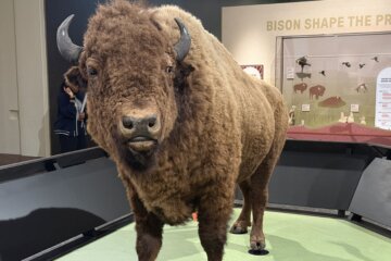 taxidermized bison