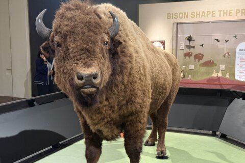 New Smithsonian exhibit traces bison’s rise, near extinction and comeback