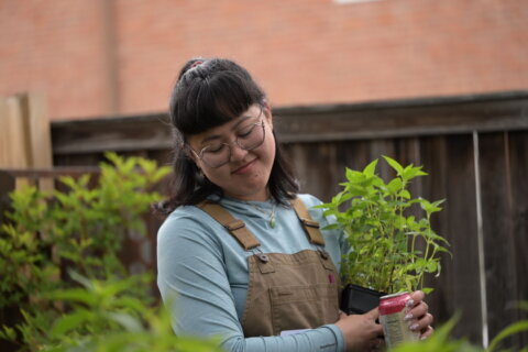 Plants native to DC-area could offer greener alternative to water-hungry lawns