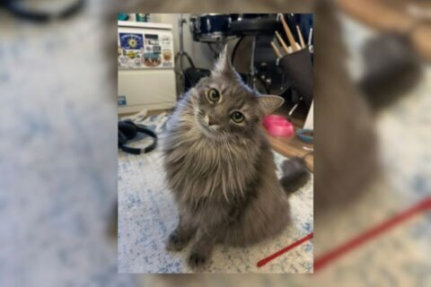 Meet Renesme, a soft cat ready for your cozy attention