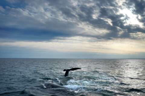 Endangered whale protections may be delayed to 2035 under Trump-backed plan