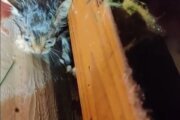 Severe Weather-Kitten Rescue