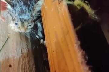 Severe Weather-Kitten Rescue