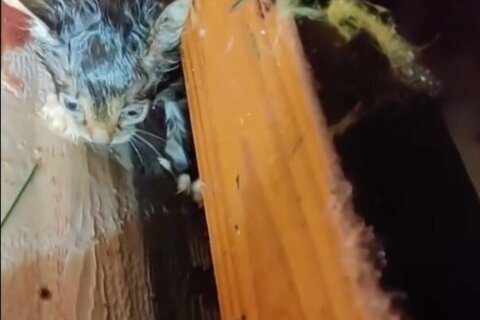 Severe Weather-Kitten Rescue