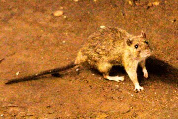 South Africa Hantavirus