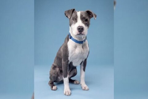 Meet Todd, a special pittie mix filled with energy
