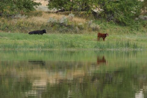 Trump administration cancels rule that made conservation a ‘use’ of public lands