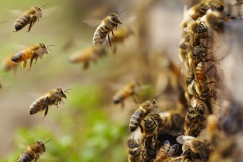 Un enjambre de abejas mata a un hombre mientras limpiaba un terreno
