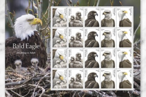 USPS lanza edición especial de sellos del águila calva en celebración del 250 aniversario de EEUU