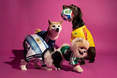 Look of the Week: Fetching World Cup jerseys for your furry friends