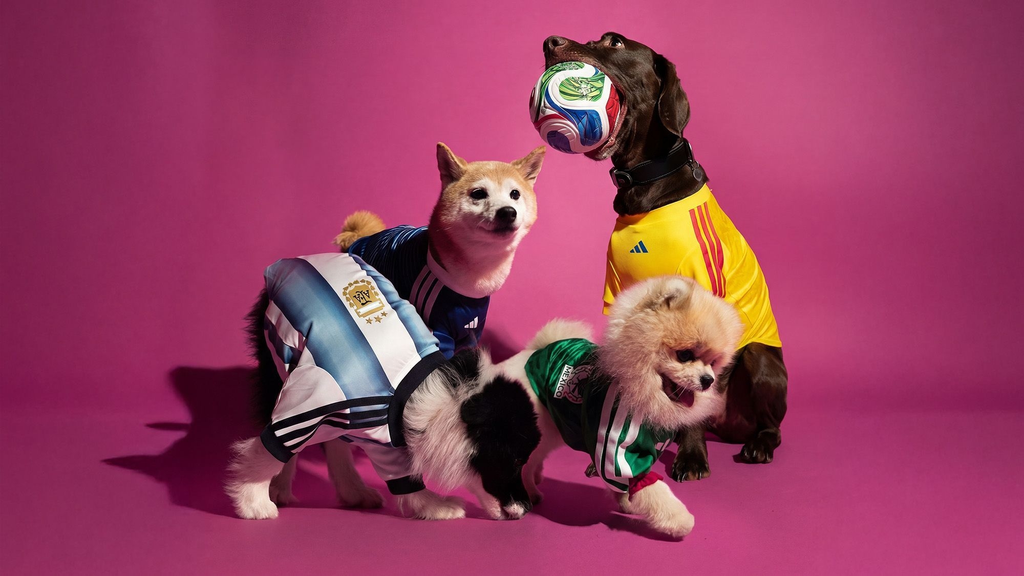 Look of the Week: Fetching World Cup jerseys for your furry friends