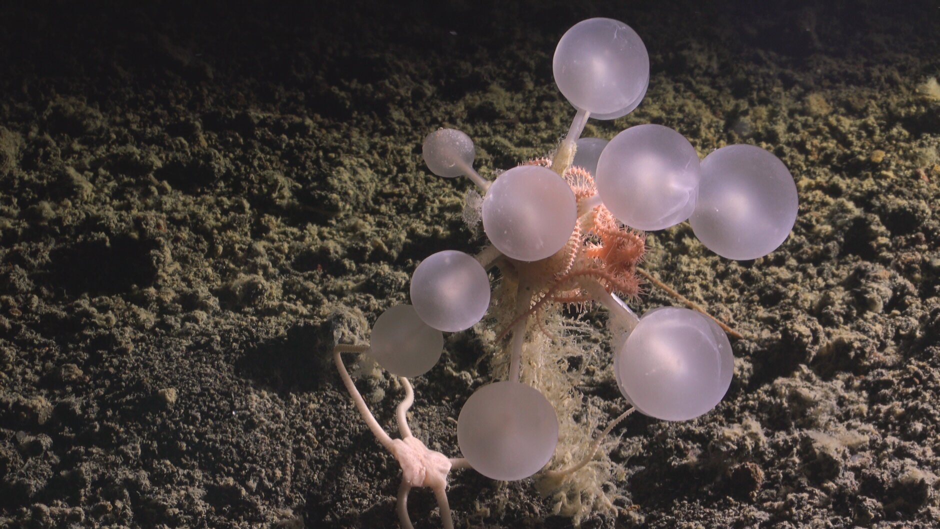 sea creature