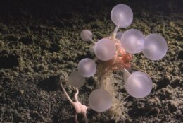 sea creature