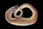 sea creature