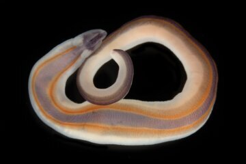 sea creature