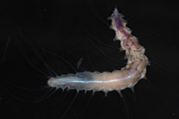 sea creature