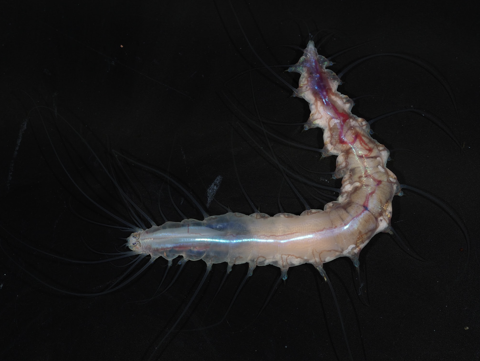 sea creature