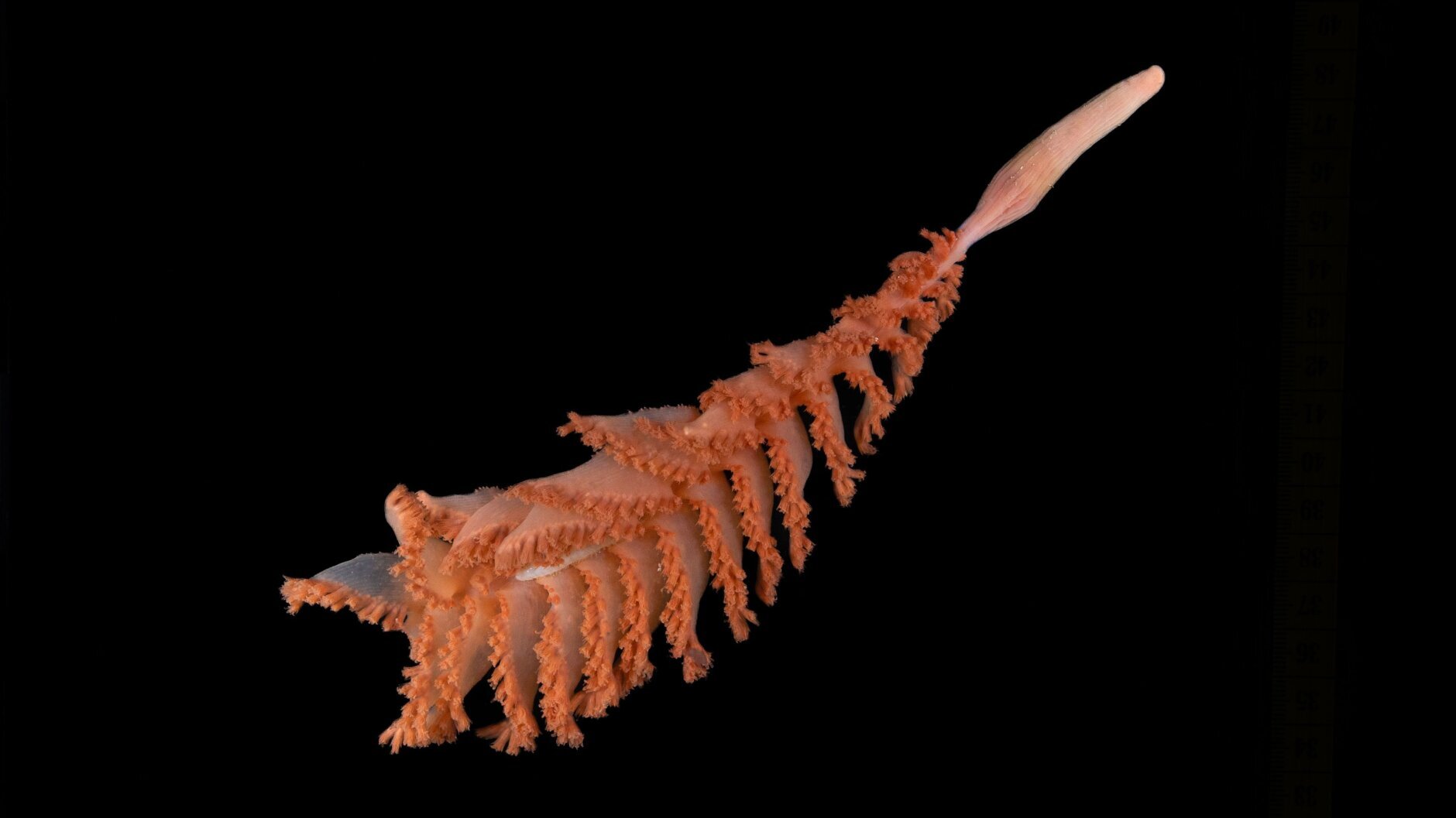 sea creature