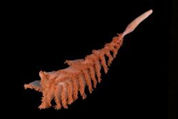 sea creature