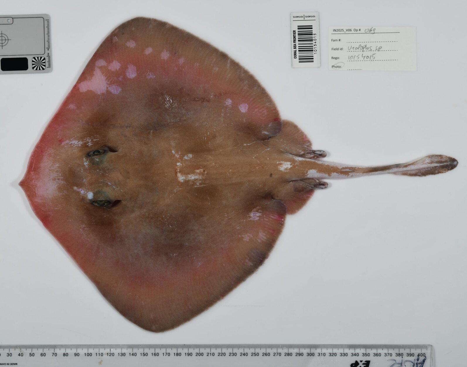 sea creature