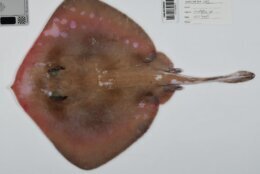 sea creature