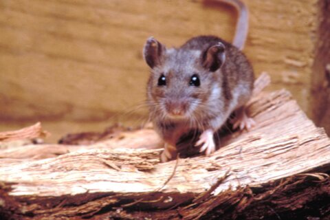 ¿Dónde merodea el hantavirus en EEUU y cómo protegerse? Hallan ‘puntos críticos’