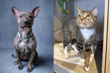 A dog and cat