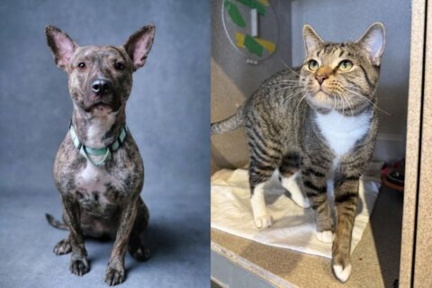 A dog and cat