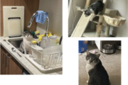DC man looking for lost service cat who accompanies him during cancer treatments