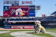 dog sits on grass in baseball stadium with big screen behind