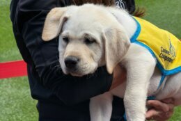 puppy cuddles volunteer