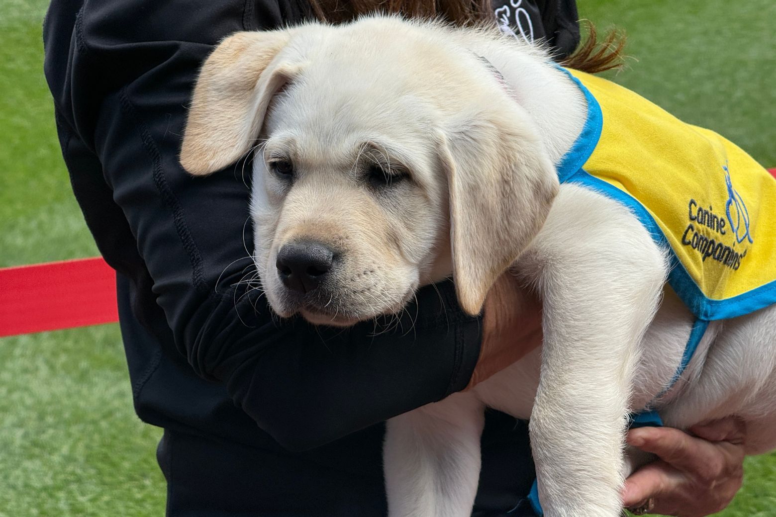 puppy cuddles volunteer