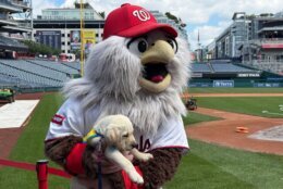 puppy with nationals eagle mascot