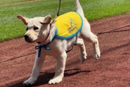 natty runs on field