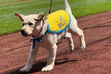 natty runs on field