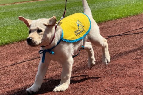 Washington Nationals’ new team dog, Natty, is more than a mascot