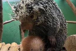 A small, red porcupette snuggles against its mother atop logs at the base of a glass enclosure.
