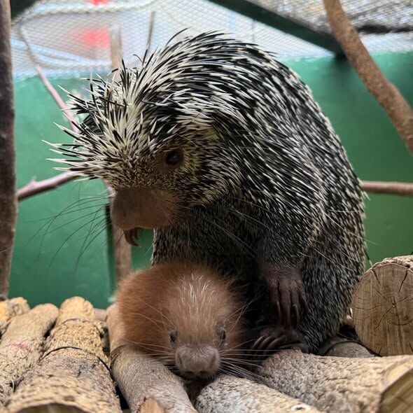 A small, red porcupette snuggles against its mother atop logs at the base of a glass enclosure.