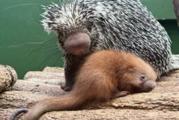 A small, red porcupette snuggles against its mother atop logs at the base of a glass enclosure.