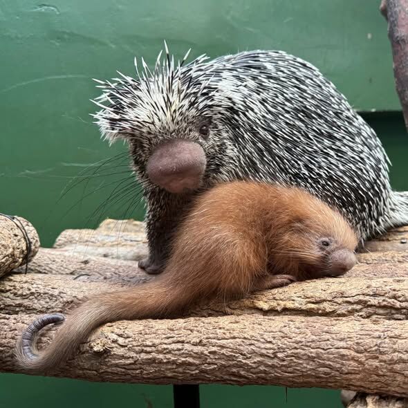 A small, red porcupette snuggles against its mother atop logs at the base of a glass enclosure.