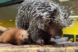 A small, red porcupette snuggles against its mother atop logs at the base of a glass enclosure.