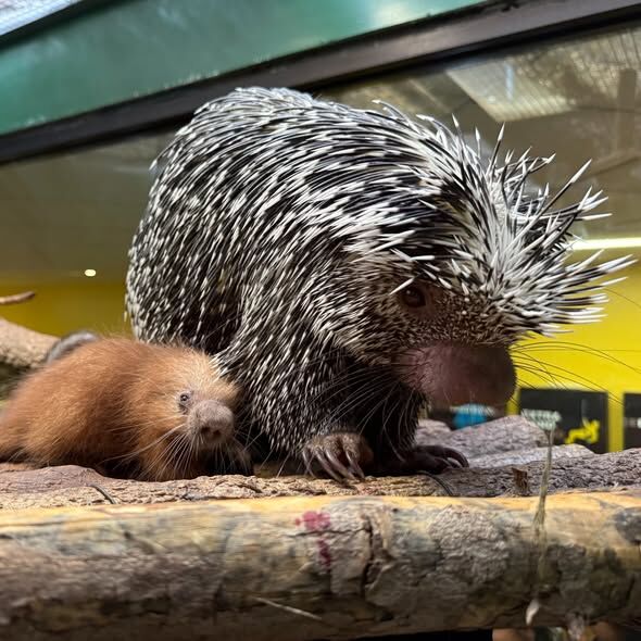 A small, red porcupette snuggles against its mother atop logs at the base of a glass enclosure.